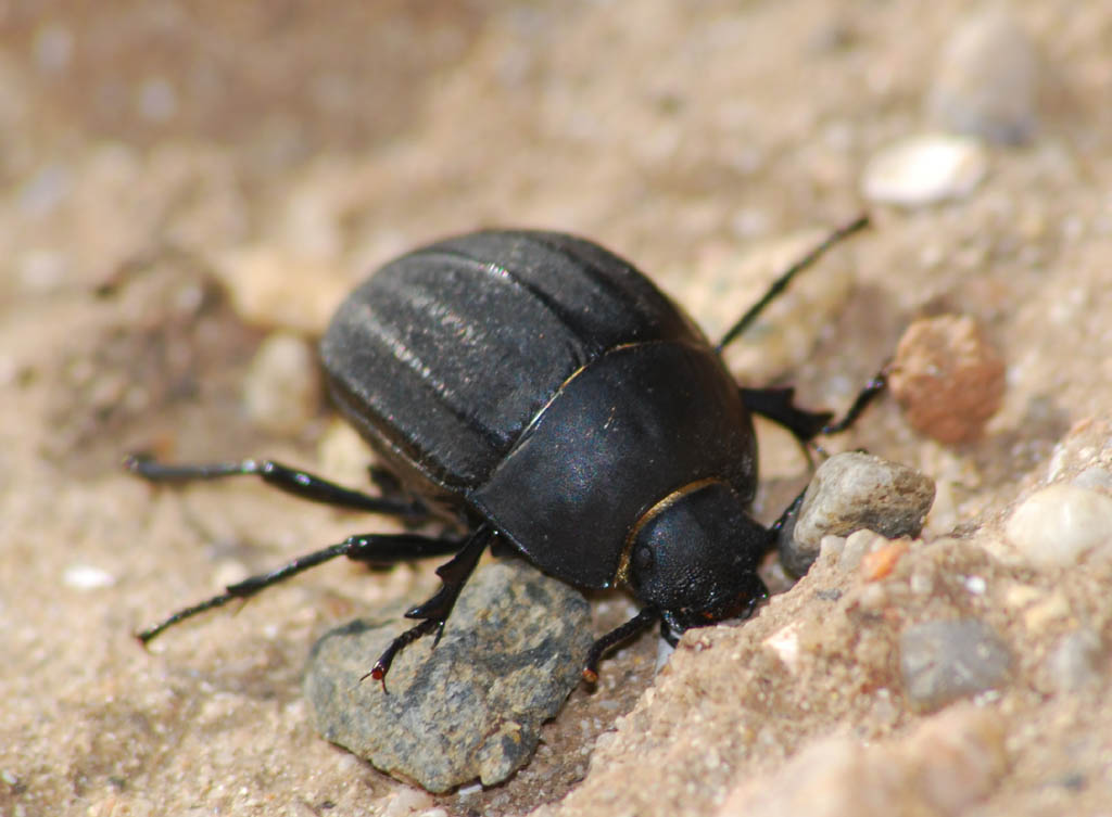 Erodius audouini peyroleri